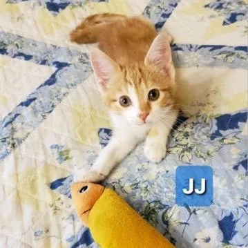 A baby small-sized male Orange / Red Domestic Short Hair cat named J.j. for adoption in Carmel, IN