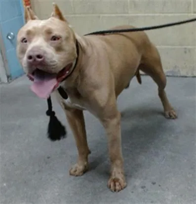 An adult medium-sized male Pit Bull Terrier dog named Mayo for adoption in Downey, CA