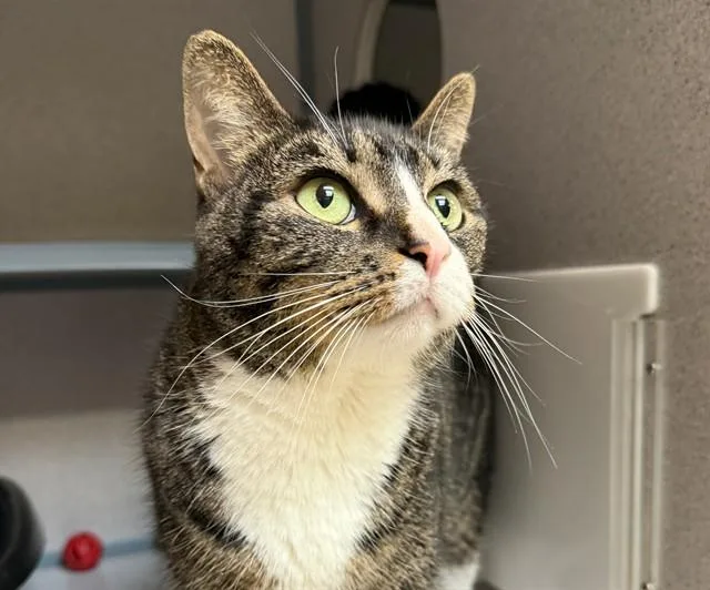 An adult medium-sized female Domestic Short Hair cat named Angel for adoption in Aliquippa, PA