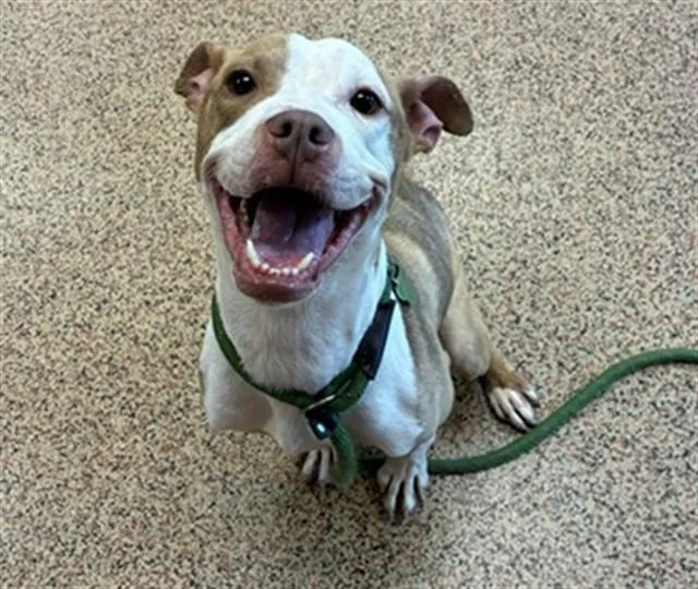 A young medium-sized female Pit Bull Terrier dog named Zoey for adoption in Springfield, MA