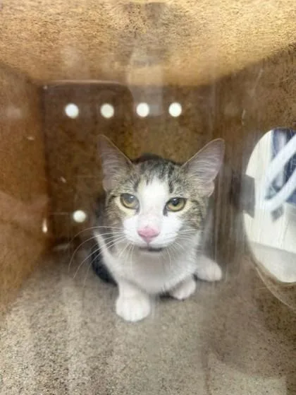 A young small-sized female Domestic Short Hair cat named Autumn for adoption in Conway, AR