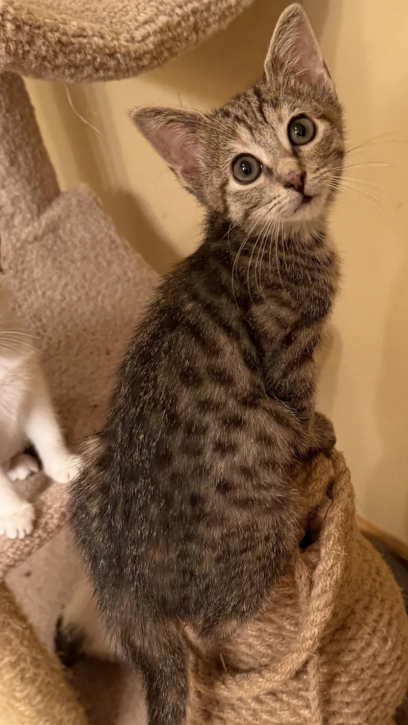 A baby medium-sized male Tabby (Brown / Chocolate) Domestic Short Hair cat named Kyle for adoption in East Hanover, NJ