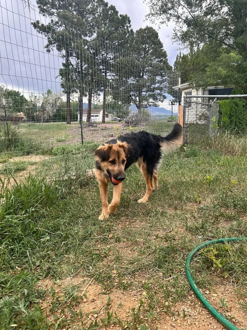A young medium-sized male German Shepherd Dog dog named Denzel for adoption in Thornton, CO