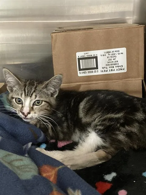 A baby small-sized male Domestic Short Hair cat named Ronny for adoption in Long Beach, CA