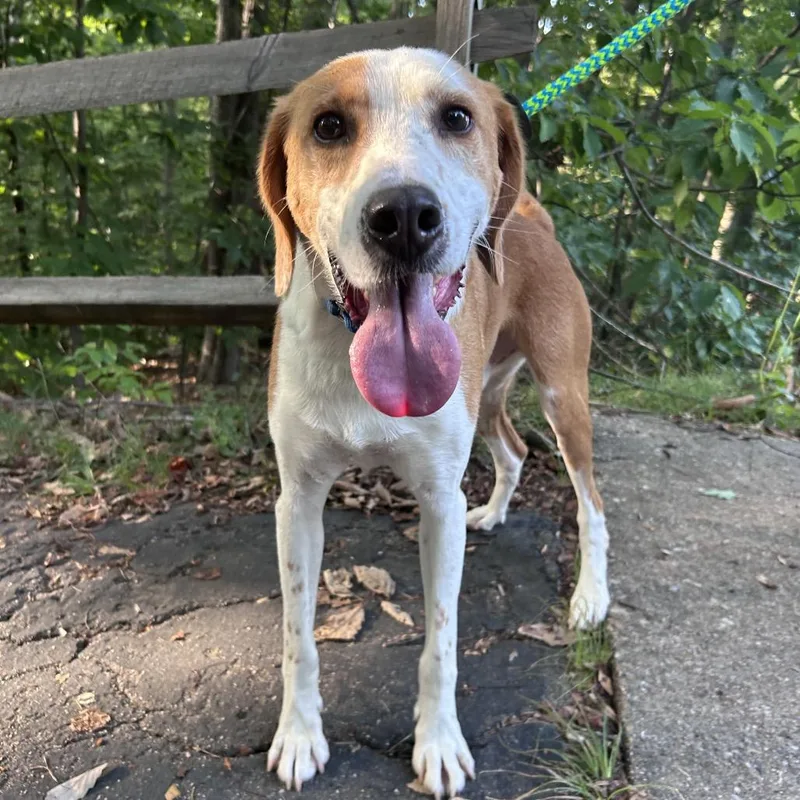 A senior medium-sized male Brown / Chocolate Mixed Breed dog named Toodle for adoption in Fredericksburg, VA