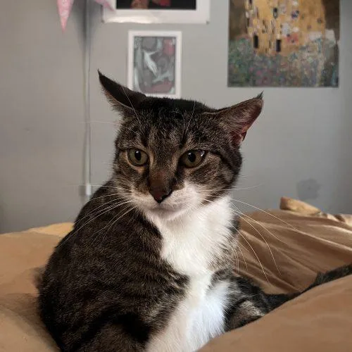 An adult medium-sized male Tabby (Brown / Chocolate) Domestic Short Hair cat named Arthur for adoption in Fishers, IN