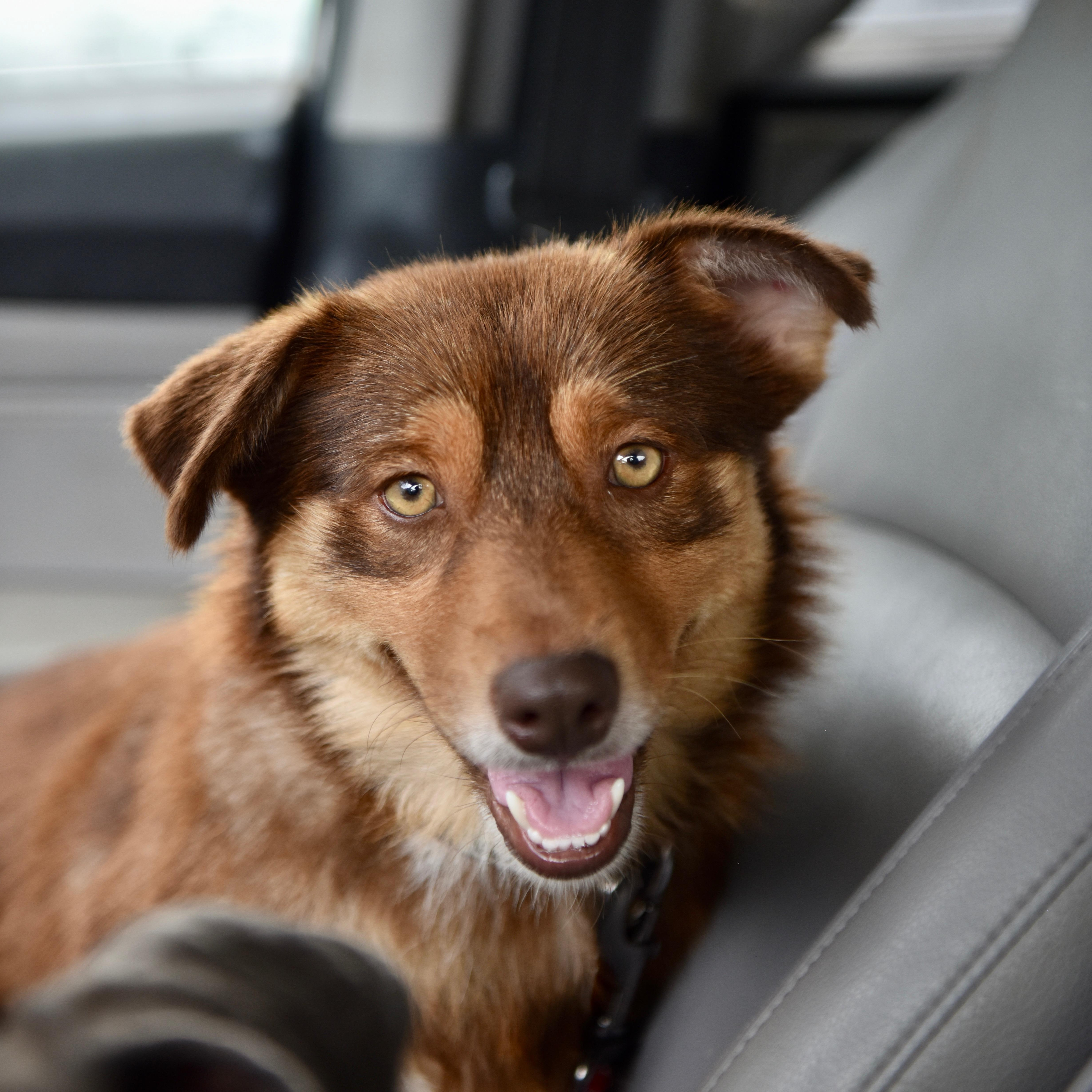 A young medium-sized female Brown / Chocolate Australian Shepherd dog named Dovey for adoption in Los Angeles, CA