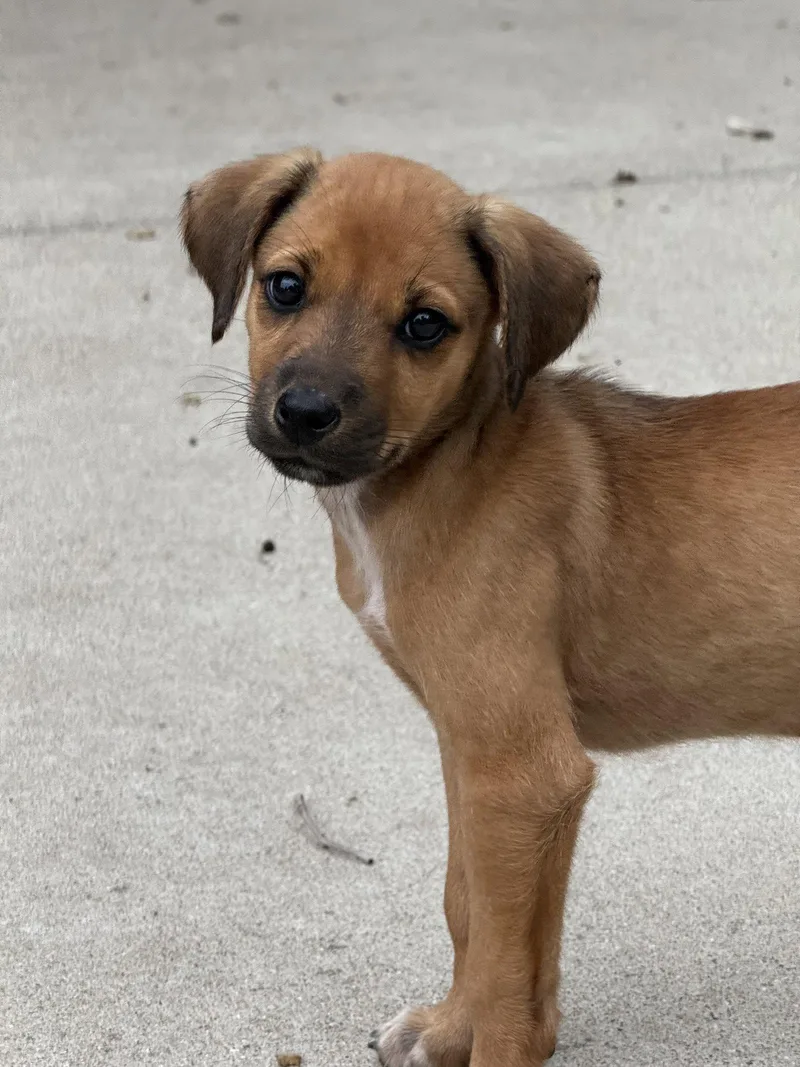 A baby medium-sized female Mixed Breed dog named Wilma for adoption in Hillside, IL