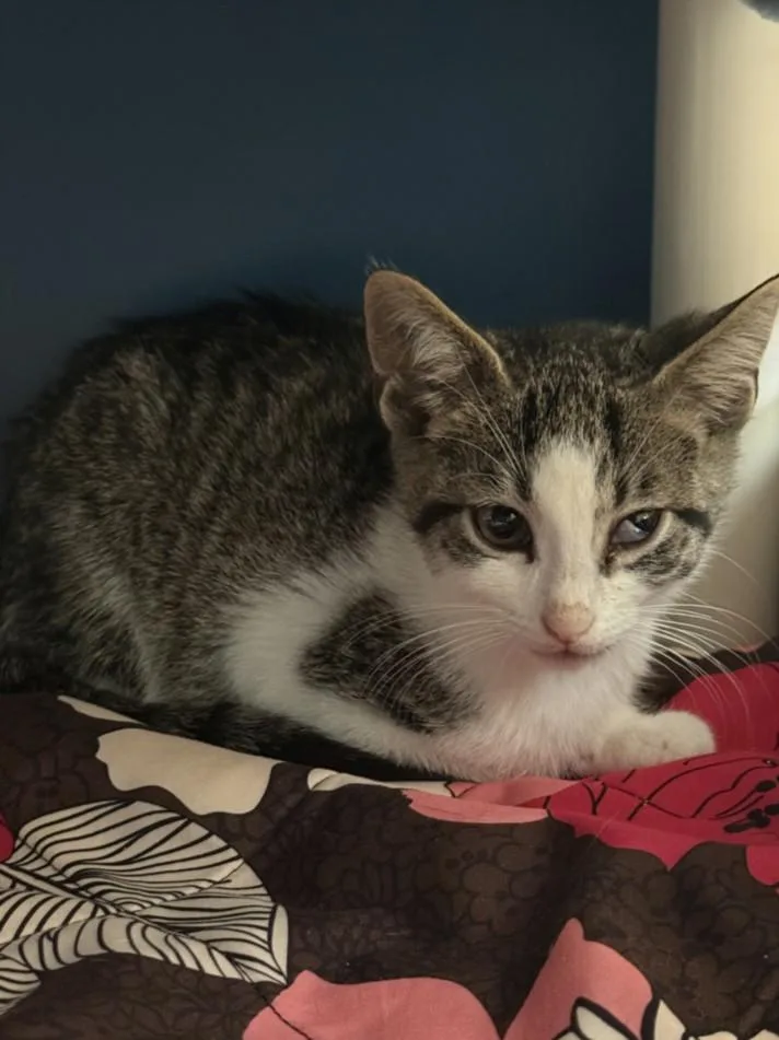 A baby small-sized male Domestic Short Hair cat named Cola for adoption in Hagerstown, MD