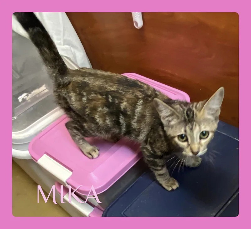 A baby medium-sized female Tabby (Brown / Chocolate) Tabby cat named Mika for adoption in Lawton, OK