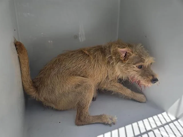 An adult medium-sized female Parson Russell Terrier dog named Milly for adoption in Houston, TX