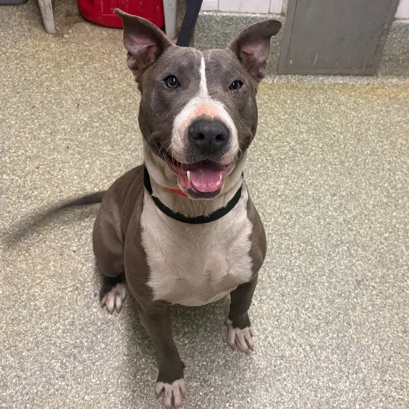 A young medium-sized female Gray / Blue / Silver Pit Bull Terrier dog named Serafina for adoption in San Gabriel, CA