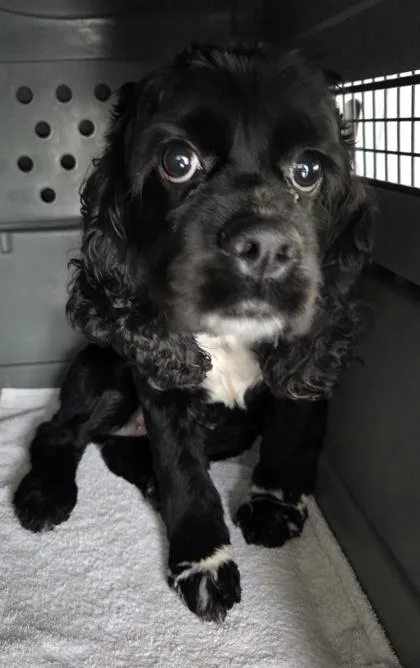 A young small-sized female English Cocker Spaniel dog named Shadow for adoption in Malvern, PA