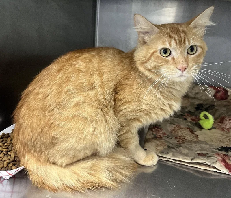 A young medium-sized male Tabby (Orange / Red) Tabby cat named Killian for adoption in Carrollton, GA