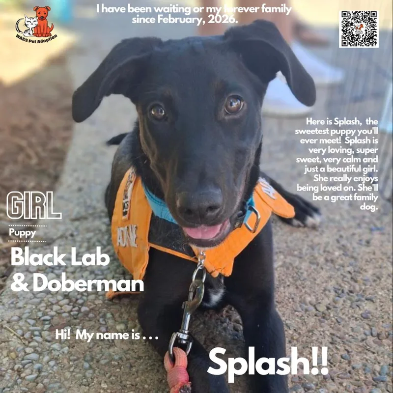A baby medium-sized female Black Black Labrador Retriever dog named Splash for adoption in Westminster, CA