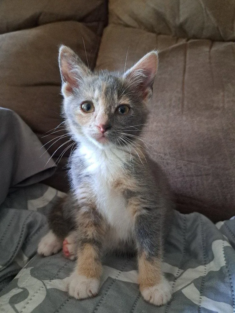 A baby small-sized female Domestic Short Hair cat named Bumblebee for adoption in Lovingston, VA