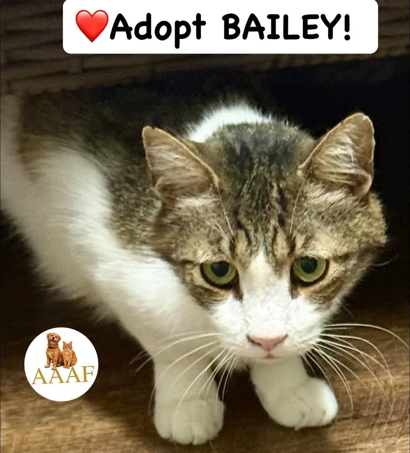 Bailey