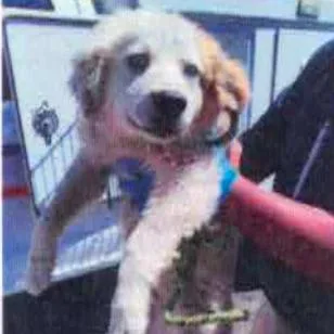 A baby medium-sized male White / Cream Border Collie dog named Skippy for adoption in Tacoma, WA
