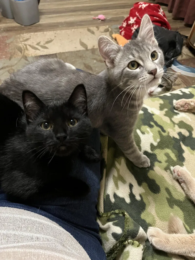 A baby medium-sized male Black Domestic Short Hair cat named Rocket for adoption in Eureka, MO