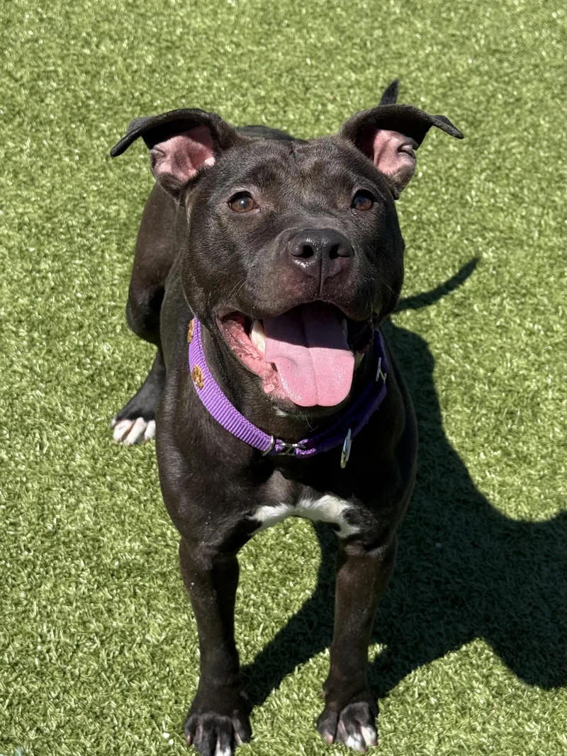 An adult medium-sized female Black Mixed Breed dog named Samoa for adoption in Columbus, OH