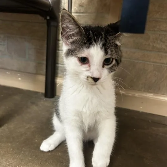 A baby small-sized male Brown / Chocolate Domestic Short Hair cat named Meowing Cyrus for adoption in Davenport, IA