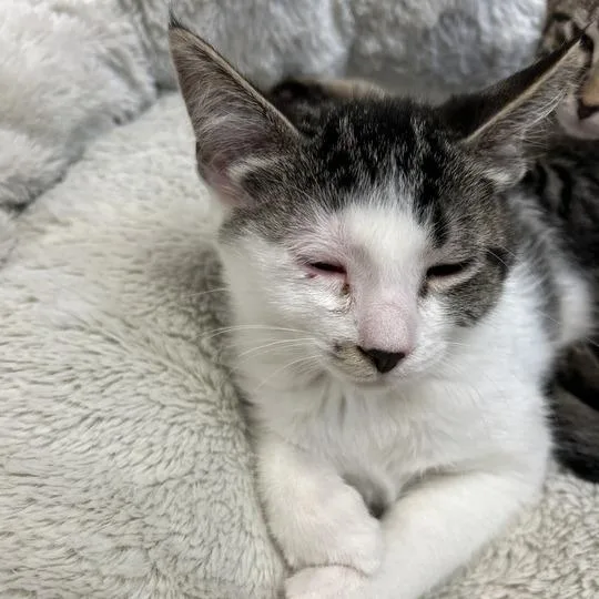 Meowing Cyrus thumbnail 2
