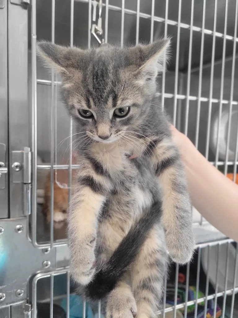 A baby medium-sized male Domestic Short Hair cat named A Amir for adoption in Ashland, WI