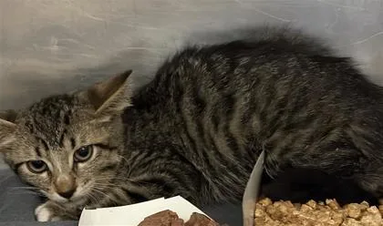 A baby medium-sized female Brown / Chocolate Domestic Short Hair cat named 61301872 for adoption in El Paso, TX