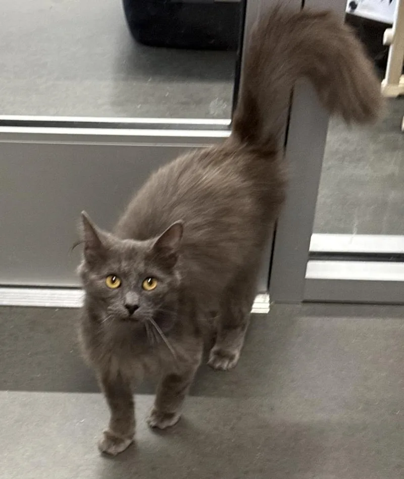 An adult large-sized male Gray / Blue / Silver Domestic Medium Hair cat named Breeze for adoption in Jackson, GA