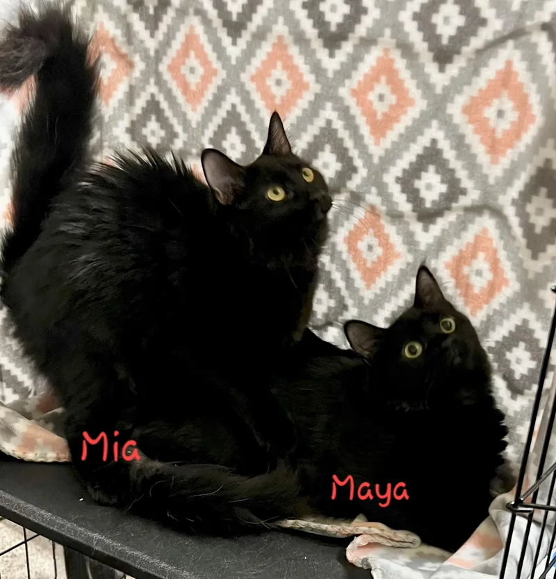 A young medium-sized female Maine Coon cat named Mia & Maya for adoption in Bertram, TX