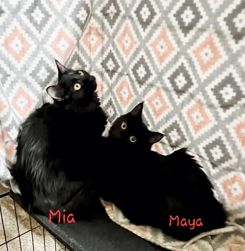 Mia & Maya thumbnail 2