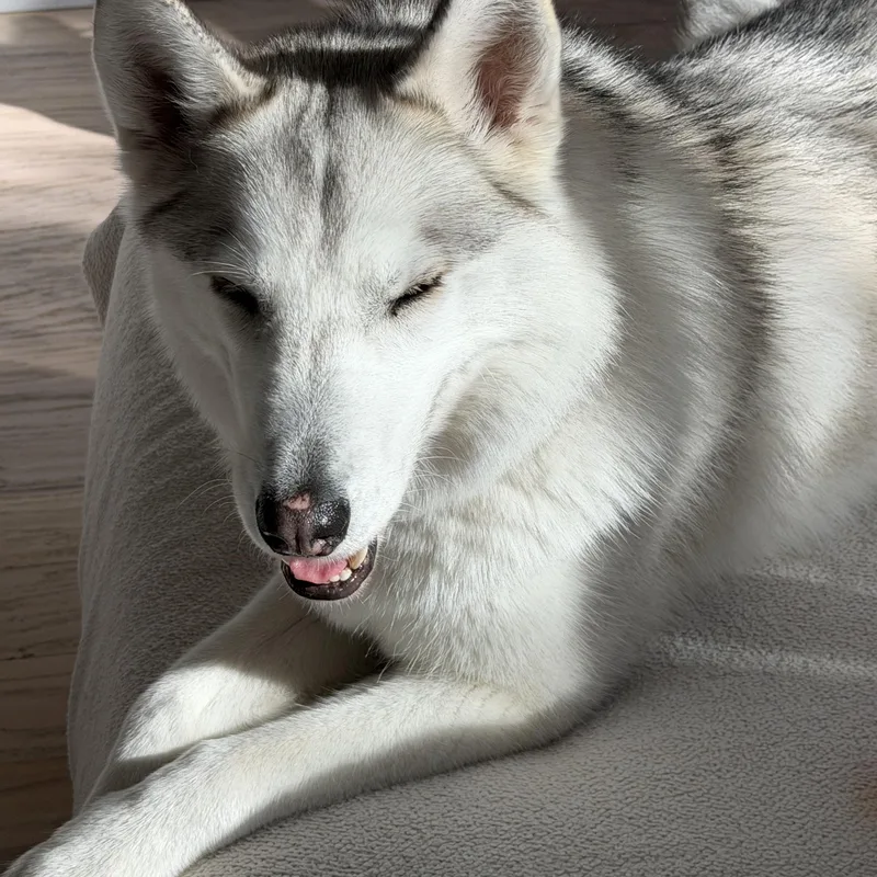An adult medium-sized female White / Cream Siberian Husky dog named Margot for adoption in Menifee, CA