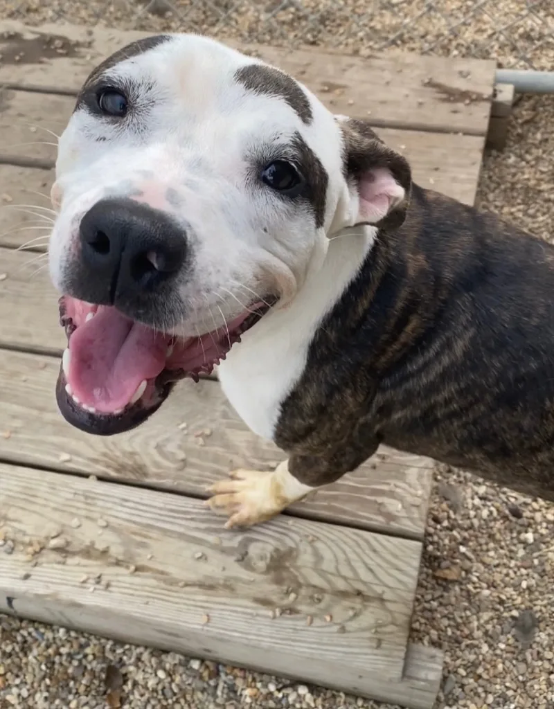 Scrapper thumbnail 3