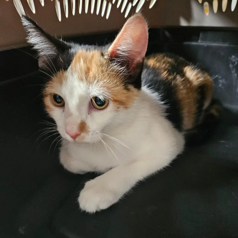 A baby small-sized female Calico Domestic Short Hair cat named Martini for adoption in Hattiesburg, MS