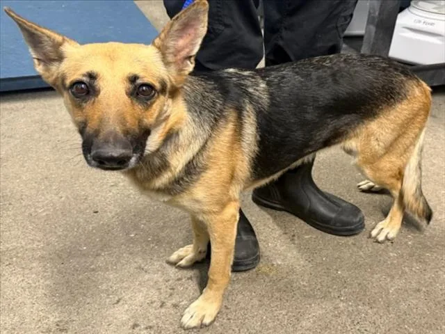 An adult large-sized female German Shepherd Dog dog named Noodle for adoption in Woodland, CA