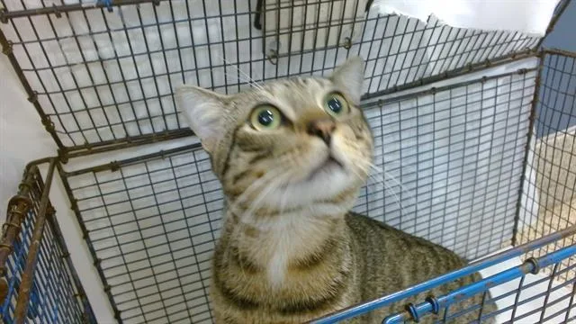 A young medium-sized male Domestic Short Hair cat named Cody for adoption in Miami, FL