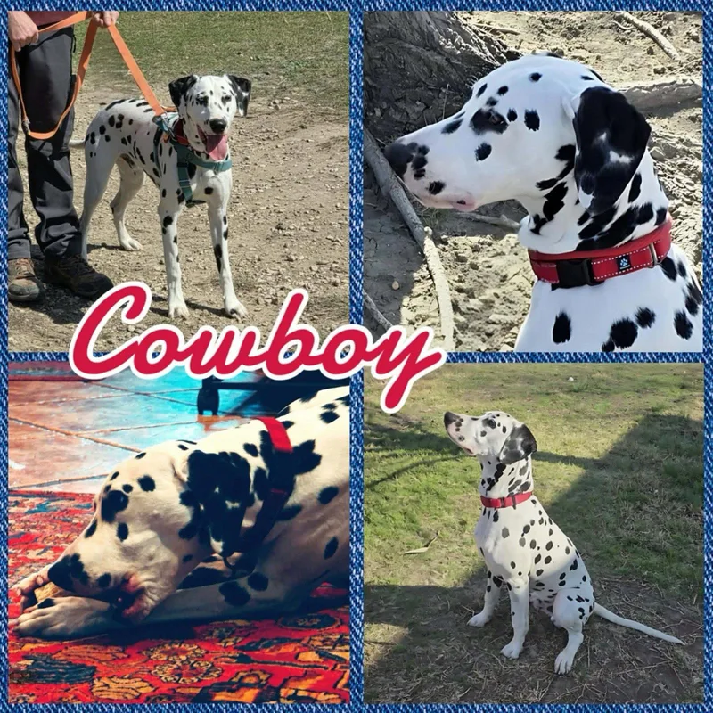 A young medium-sized male Dalmatian dog named Cowboy for adoption in Colorado Springs, CO