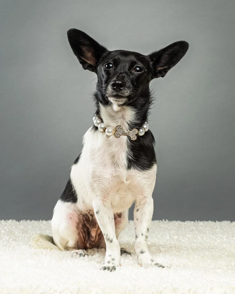 A young small-sized female White / Cream Chihuahua dog named Molly for adoption in Plano, TX