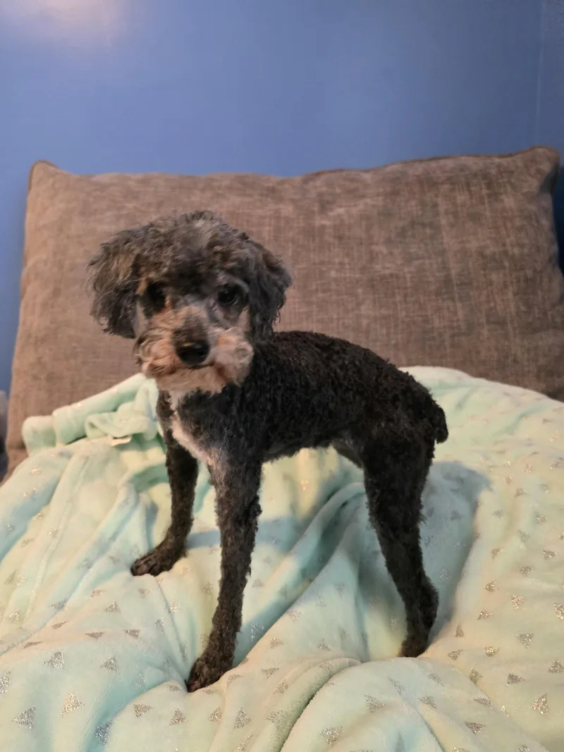 A senior small-sized female Poodle dog named Mimi for adoption in Wilmington, DE