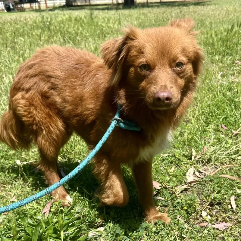 A young small-sized male Red / Chestnut / Orange Spaniel dog named Roux for adoption in Sonoma, CA