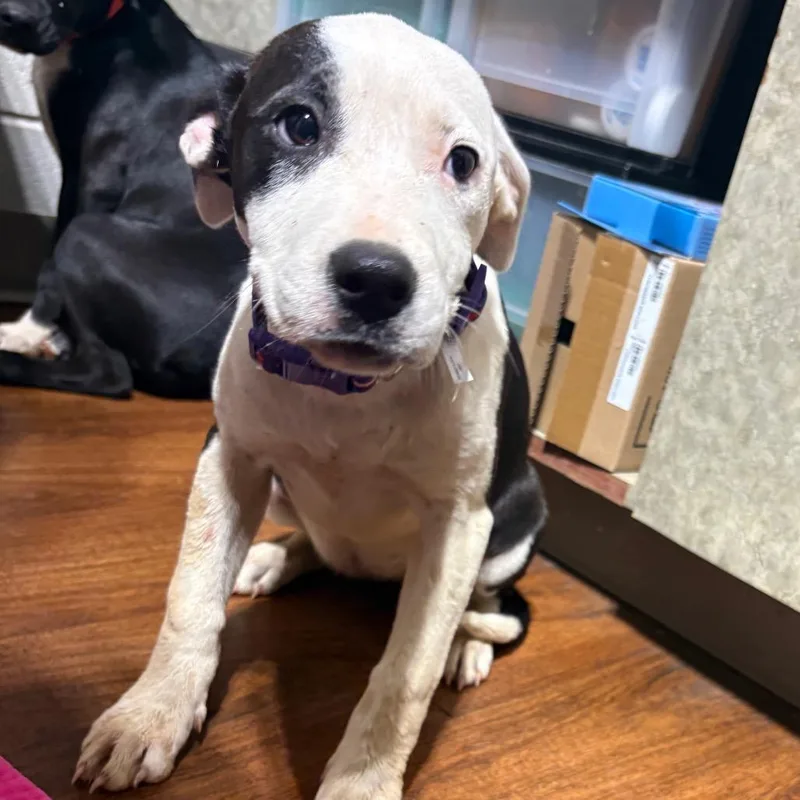 A baby small-sized female Black Mixed Breed dog named Rosalita for adoption in Milton, FL