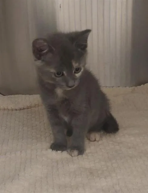 A baby small-sized female Domestic Short Hair cat named Cucu Puff for adoption in Chula Vista, CA