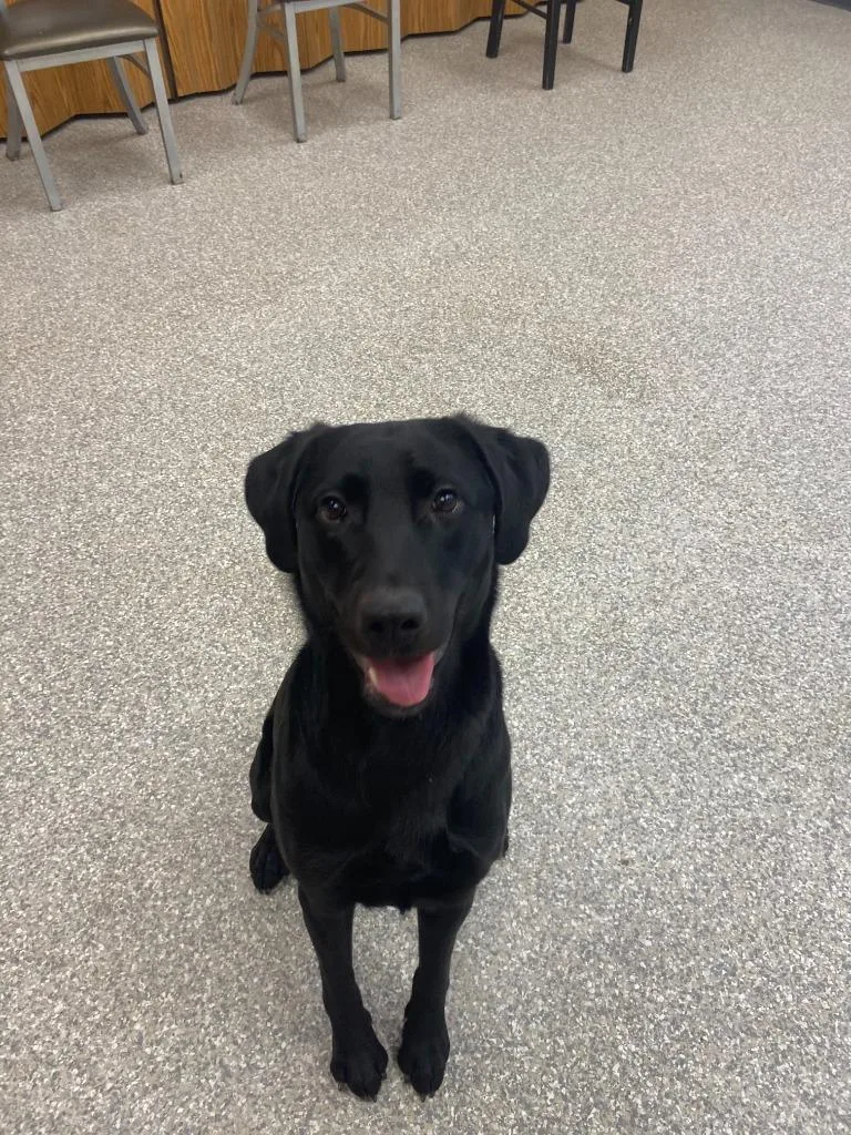 A young medium-sized female Labrador Retriever dog named Oakley for adoption in Findlay, OH