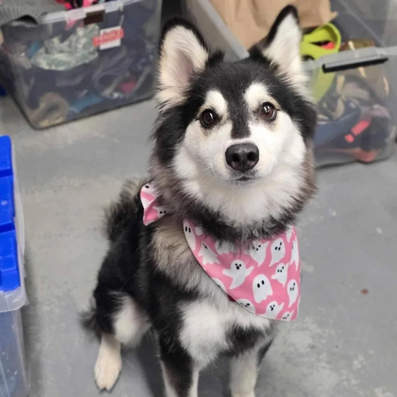 An adult medium-sized female Black Klee Kai dog named Lilly for adoption in Tacoma, WA