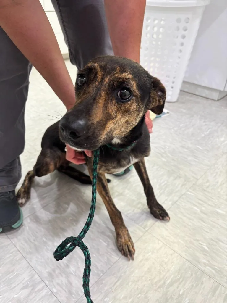 An adult medium-sized female Shepherd dog named Freya for adoption in Brookings, OR