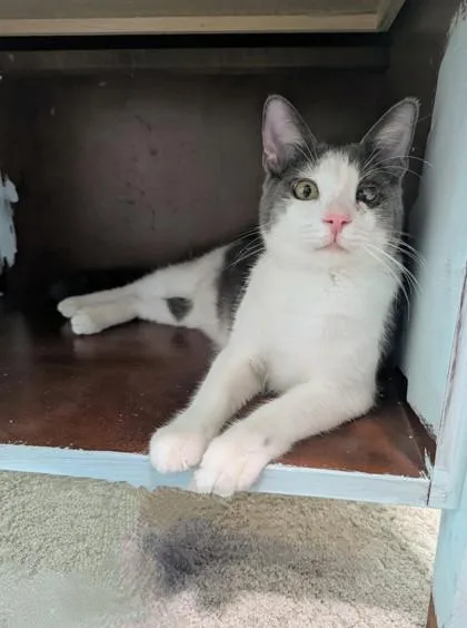 River Felix thumbnail 2