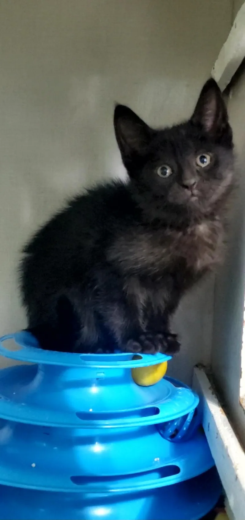 Cocoa Puff And Apple thumbnail 2