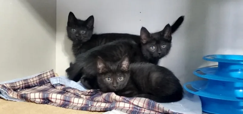 A baby small-sized male Black Domestic Short Hair cat named Cocoa Puff And Apple for adoption in Hutchinson, MN