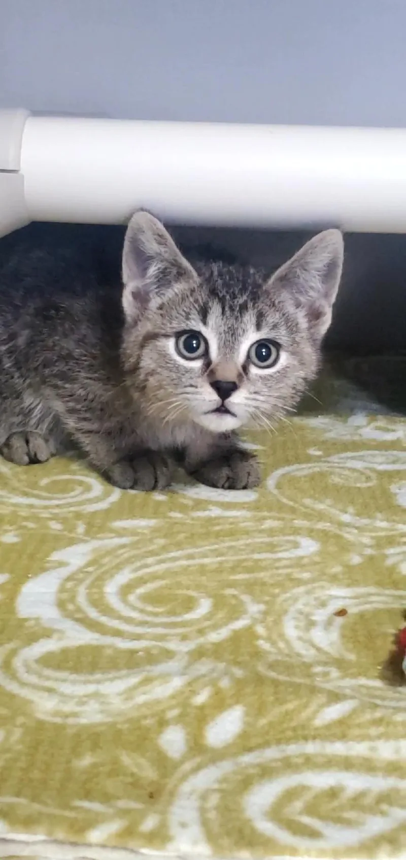 Cocoa Puff And Apple thumbnail 3