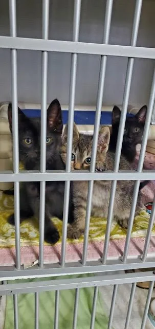 Cocoa Puff And Apple thumbnail 4